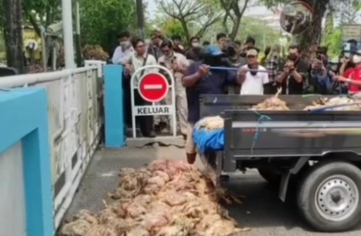 Ribuan Bangkai Ayam Dibuang ke Kantor PLN Palangka Raya, Massa Ultimatum GM Hadir Besok