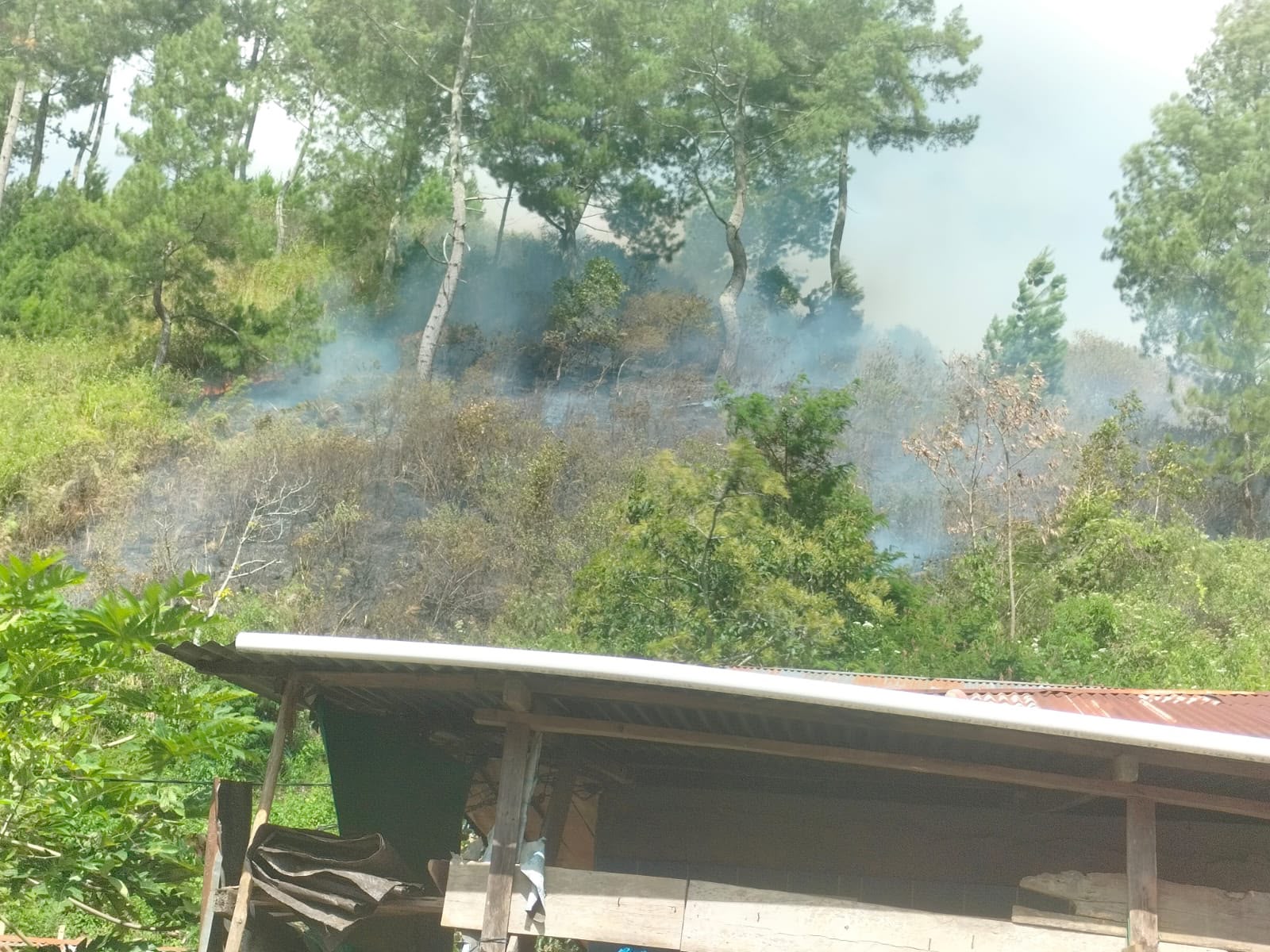 Kemarau Panjang Picu Bencana Kebakaran Hutan dan Lahan di Aceh dan Jawa Barat