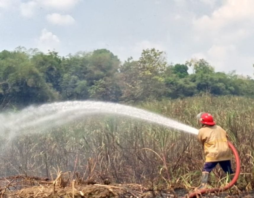 Empat Hektare Perkebunan Tebu Hangus Dilahap Api Akibat Kebakaran Lahan di Sragen