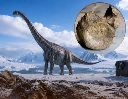 Tulang Dinosaurus Nyelip Puluhan Tahun di Laci
