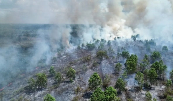 Anggaran BTT untuk Karhutla Kalteng Rp70 Miliar, Netizen: Bagi Dua Yah