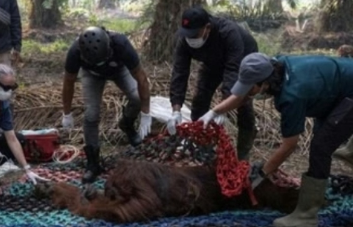 46 Orang Utan Diselamatkan dari Karhutla di Kalbar, Delapan Kembali ke Hutan