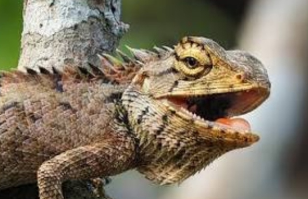 32 Iguana Galapagos Diselundupkan dalam Koper, WN Rusia Ditahan
