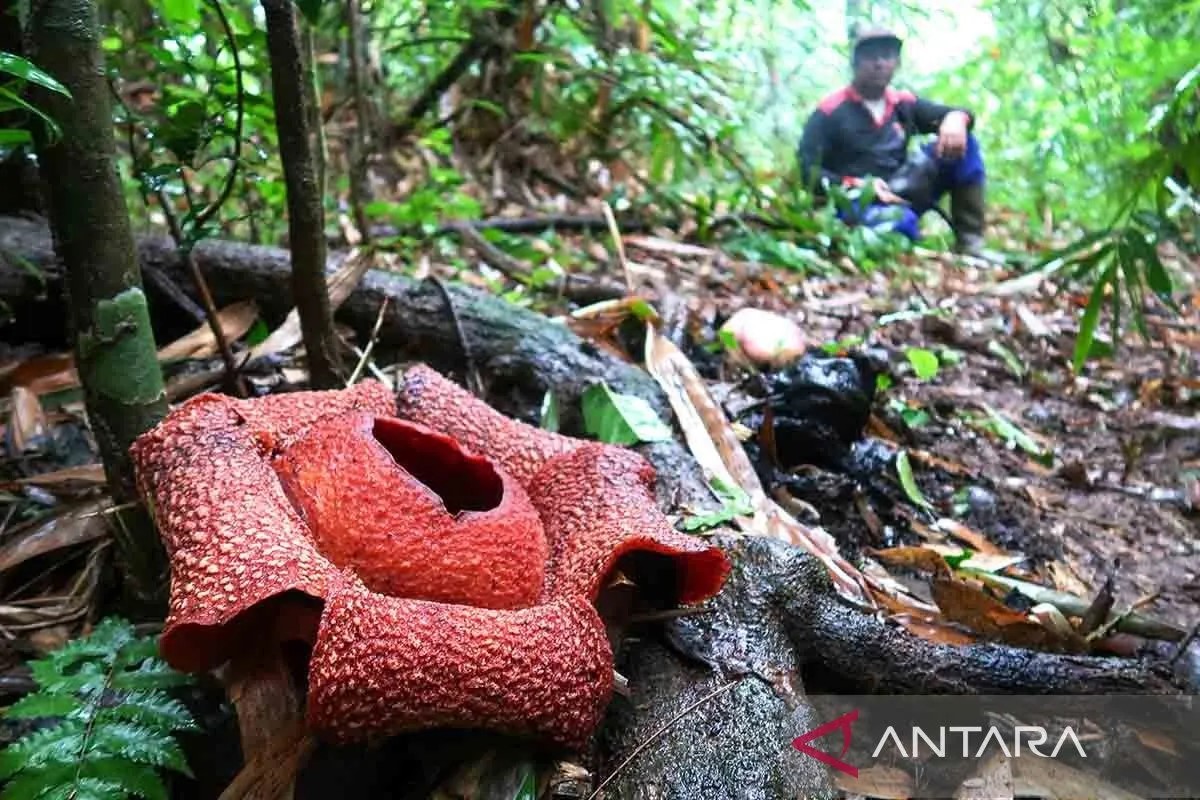 Bunga Raksasa Tanpa Batang yang Ngumpet di Hutan Banyuwangi