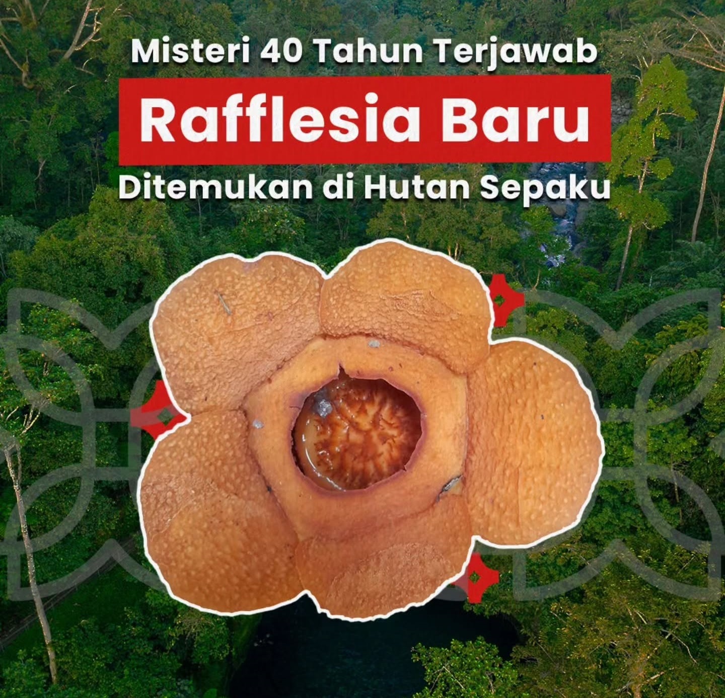 Rafflesia harjatii: Bunga Misterius Puluhan Tahun