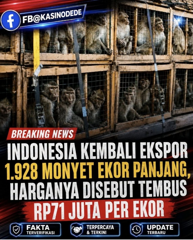 Waduh!!! Indonesia Ekspor 1.928 Ekor Monyet Ekor Panjang