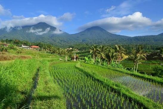 Dinas KPKP DKI Jakarta Pastikan Pasokan Pangan dan Produksi Pertanian Aman Selama Kemarau