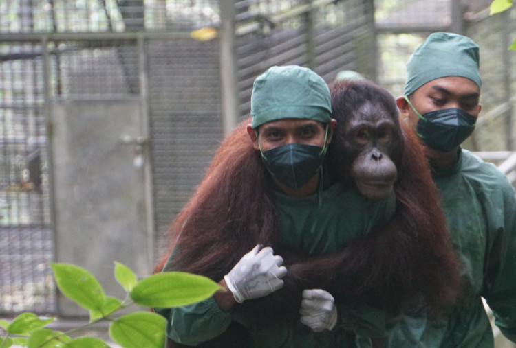 Ayo, Pulang…  Bagus, Eboni, Ruby