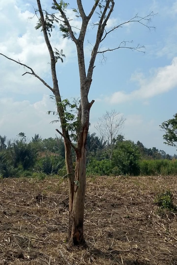 Kisruh Sengketa Lahan di Dusun Sihaporas Simalungun, Pohon Diduga Dirusak di Tengah Proses Hukum