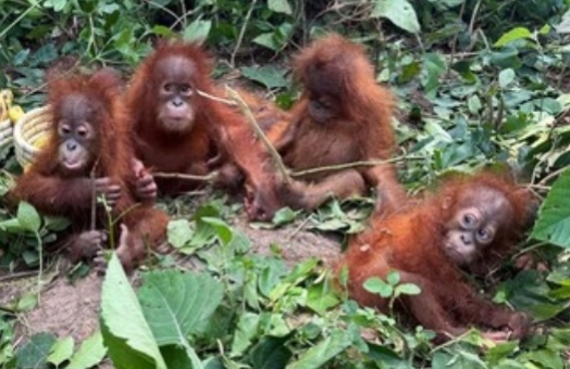 Bayi Orang Utan Muncul di Hutan India, Indonesia Tidak Aman Lagi?