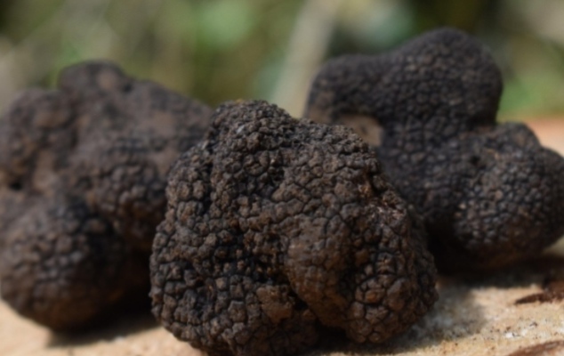Jamur Truffle Terkenal Mahal, Tapi Apa Sebenarnya Kandungan di Dalamnya?
