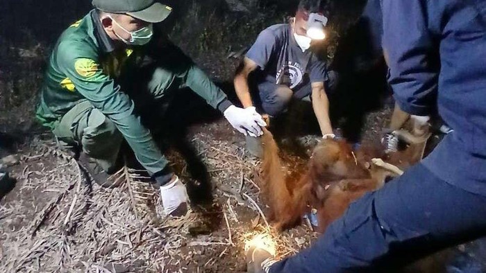 Orang Utan Raya dan Rayu Selamat dari Karhutla di Sampit
