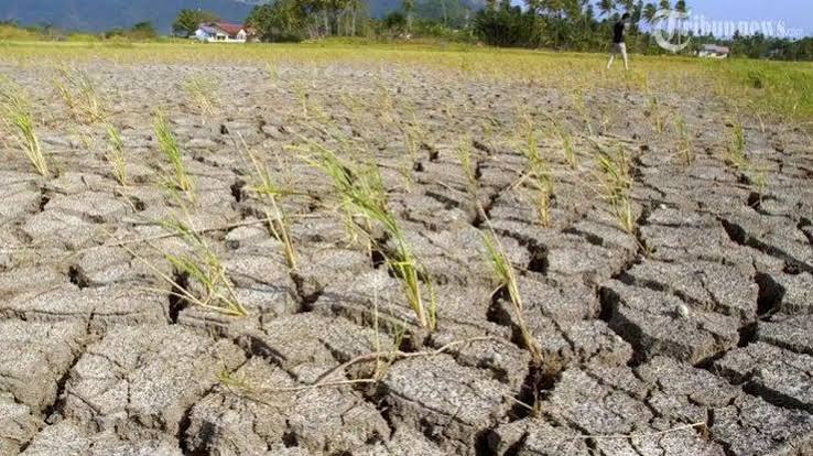 Dampak El Nino Memperluas Kekeringan, Pemukiman di Banten Alami Krisis Air Bersih