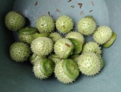 Guna Ketahui Kandungan Buah Kecubung yang Viral Digunakan Mabuk, Polda Kalsel Tunggu Hasil Labfor