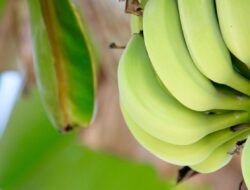 Salah Satunya Pisang Hijau, Ini Deretan Asupan Bisa Memperpanjang Umur