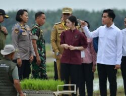 Wujudkan Swasembada Pangan, Wapres Tinjau Lahan Persawahan di Langkat