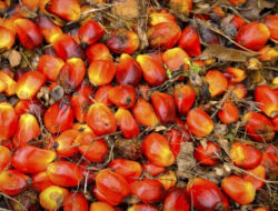 Masuk Dalam Program MBG, Berikut Kandungan Nutrisi Minyak Makan Merah dan Manfaatnya untuk Kesehatan