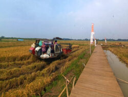 Sukses Lakukan Inovasi Produksi Pangan, PGN-BRIN Panen Perdana 116 Ton Padi Biosalin