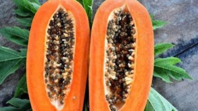 Pepaya untuk Diet: Rahasia Langsing Sehat dengan Biaya Murah