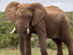 Tragedi Gajah Sumatera di Riau: Parlemen Desak Penggunaan Teknologi Pelacak