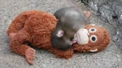 "Punch - Kisah monyet pilu."