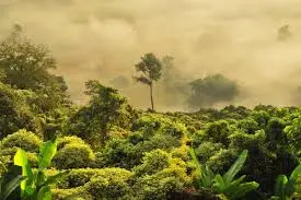 "Hutan di Papua."