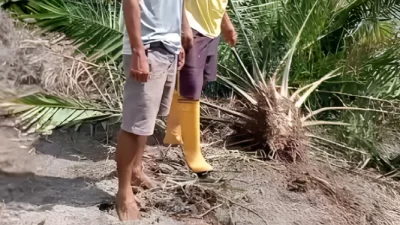 Oknum Anggota DPRD Bengkayang Jadi Tersangka Perusakan Lahan, Kuasa Hukum Pertanyakan Ketiadaan Penahanan