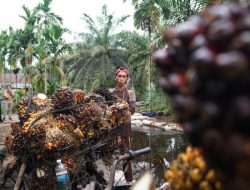 Pemerintah Wajibkan Standar ISPO, Sawit Indonesia Maksimalkan Hilirisasi