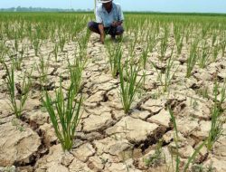 BMKG: Kemarau 2026 Datang Lebih Awal, Curah Hujan Diprediksi di Bawah Normal