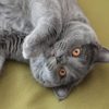 Terungkap! Rahasia Pesona Kucing British Shorthair, Benarkah Bukan Asli Inggris?