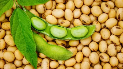 Studi Terbaru: Konsumsi Kedelai dan Kacang-kacangan Ampuh Turunkan Risiko Darah Tinggi, Ini Takaran Idealnya