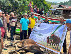 PT DIB Salurkan Hewan Kurban untuk Masyarakat di Tiga Kecamatan Kayong Utara pada Idul Adha 1447 H