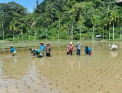 Kementan Pacu Rehabilitasi 6.451 Hektare Sawah Terdampak Bencana di Sumatera Barat