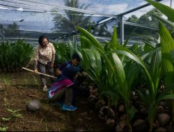 Rampung Diverifikasi, Kementan Pastikan 39.861 Bibit Kelapa di Sulut Sehat dan Siap Salur ke Petani