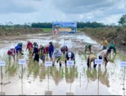 Kejar Target Swasembada, Kementan Genjot Gerakan Tanam Serentak 50 Ribu Hektare di 25 Provinsi