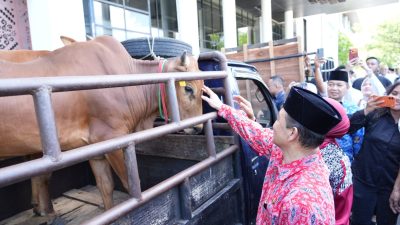 Gubernur Ria Norsan memastikan distribusi Bantuan Hewan Kurban Pemprov Kalbar untuk perayaan Idul Adha disalurkan merata ke 14 kabupaten kota.