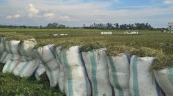 Anggaran Irigasi Dipangkas 61 Persen, Target Swasembada Pangan Pemerintah Dinilai Terancam