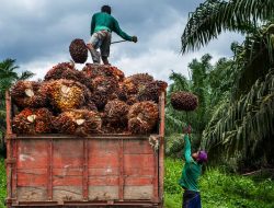 Pangkas Impor BBM, Pertamina Genjot Pemanfaatan Sawit dan Limbah TKS untuk Bioenergi