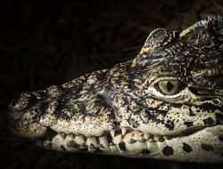 BPBD Imbau Warga Waspada Menyusul Kemunculan Buaya di Sungai Mempawah
