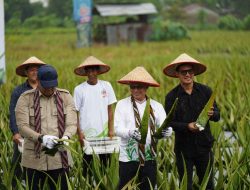 Lahan Pertanian di Pontianak Menyusut Kawasan Utara Dipertahankan untuk Komoditas Hortikultura