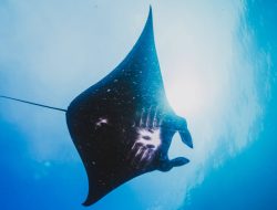 Aturan Ketat Penangkapan Ikan yang Dilindungi Agar Nelayan Tidak Terjaring Razia