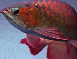 Blackout di Pontianak, 9 Ikan Arwana Mati, Pemilik Rugi Rp90 Juta