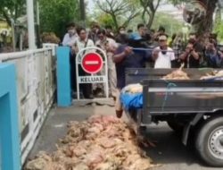 Ribuan Bangkai Ayam Dibuang ke Kantor PLN Palangka Raya, Massa Ultimatum GM Hadir Besok