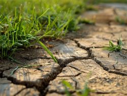 Ancaman Gagal Panen Bayangi Sektor Pertanian Akibat Dampak El Nino di Pontianak