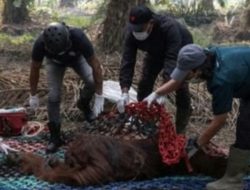 Orangutan Sampurna Pingsan Dikepung Asap Karhutla Kalimantan, BKSDA Ungkap Kondisinya