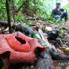 Bunga Raksasa Tanpa Batang yang Ngumpet di Hutan Banyuwangi