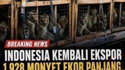 Waduh!!! Indonesia Ekspor 1.928 Ekor Monyet Ekor Panjang