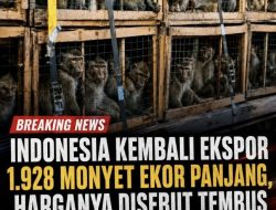 Waduh!!! Indonesia Ekspor 1.928 Ekor Monyet Ekor Panjang