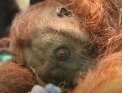 Orangutan Terkapar di Kebun Sawit, Dampak Karhutla Berkepanjangan di Ketapang