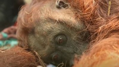 Kondisi orangutan yang ditemukan terkapar dan tidak sadarkan diri di tengah jalan area perkebunan kelapa sawit Desa Laman Satong. (Dok. Ist)
